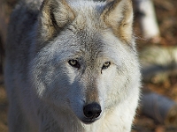 Arctic Wolf 044